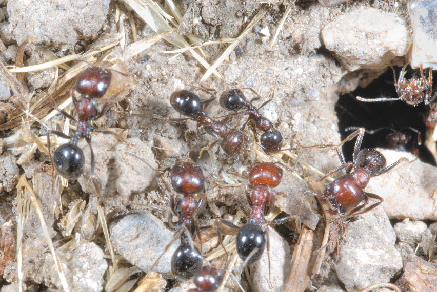 Formiche in onore di Ezio Sgr� - Tetramonium